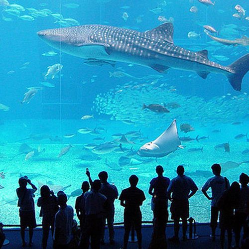 acquario